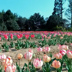 新地城跡