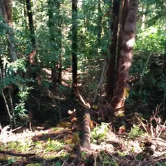 苅野丸山城跡