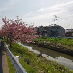 鷲宮駅 青毛堀川の河津桜