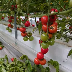 井出トマト農園