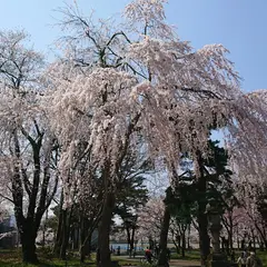 高田城址公園 三の丸広場(忠霊塔前広場)