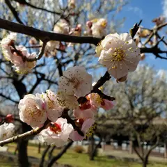 足立区立大谷田公園