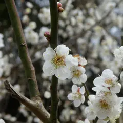嘉麻市梅林公園