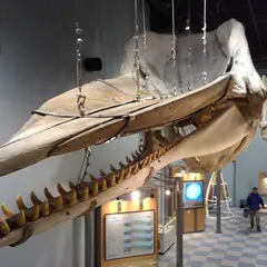 鯨と海の科学館