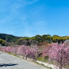 Cyclism AWAJI シクリズムアワジ