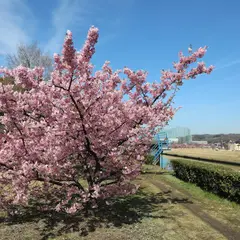 倉敷川 河津桜