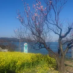田尻町菜の花畑