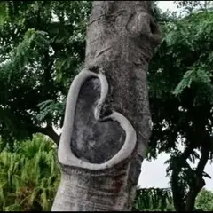 ハートの木