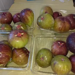 館山こがね農園