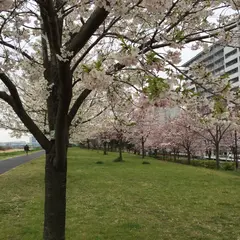 小松川千本桜