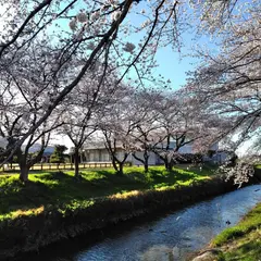 伊佐沼の桜