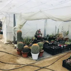 群馬サボテン団地