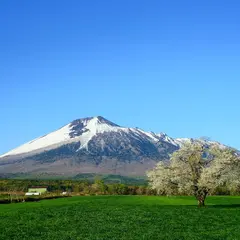 上坊牧野の一本桜