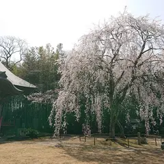 栄福寺 坂尾(さんご)の桜