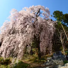 梅岩寺のしだれ桜