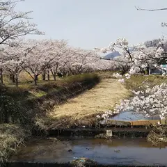 笹原川千本桜