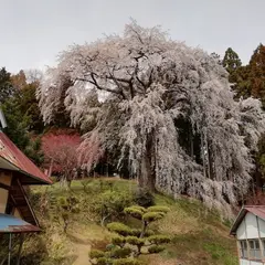 内出のサクラ