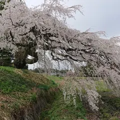 宮の原 しだれ桜