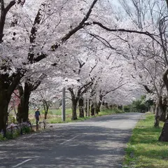 井戸の桜並木