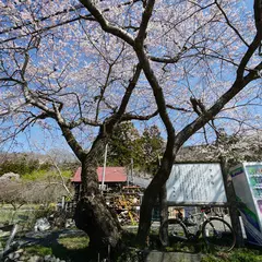 大手の桜