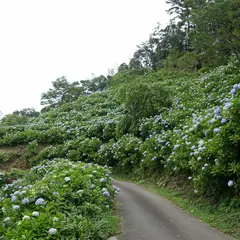 麻綿原高原