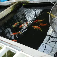 Fish Land フィッシュランド丸宮