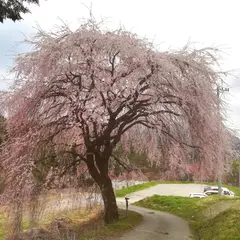 扇平のしだれ桜