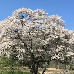 御所桜