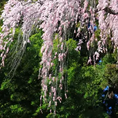福聚寺桜