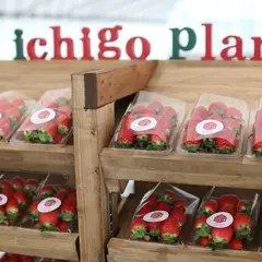 いちごぷらんと -ichigo plant-