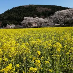 川渡温泉河川敷菜の花畑