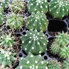(有)さぼてん村