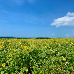 月山高原ひまわり畑