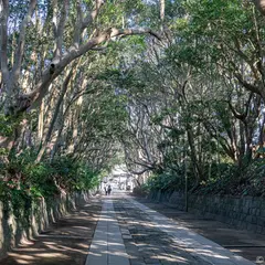 酒列磯前神社の樹叢