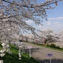 大河津分水 桜並木