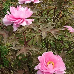 江戸川区立新堀しゃくやく公園