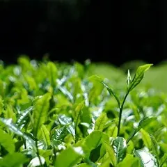 狭山茶製造販売 お茶の平岡園