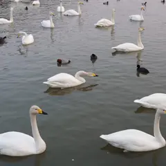 長嶺大池（白鳥の飛来地）