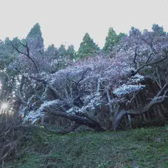 北小浦の与六郎桜