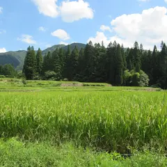 青鬼の棚田