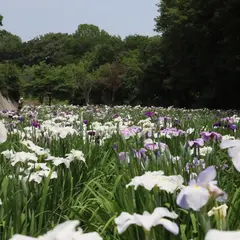 赤堀花菖蒲園