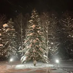 ビルケ・クリスマスツリー