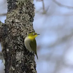 北海道大学 研究林 潅木園