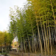 自然文化園 竹林