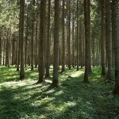 ドイツトウヒの森
