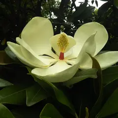 やまもも公園