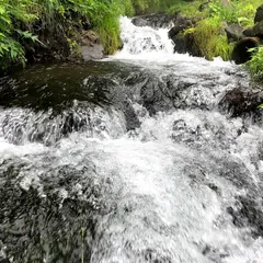 蓼科高原 渓流釣り場 高林養魚場