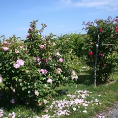 hardy rose garden