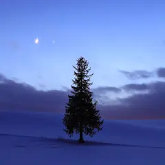 クリスマスツリーの木