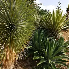 ＰＬＡＮＴＡＤＯＲＳｅｇｕｎｄｏ
